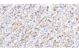 Detection of GHRL in Human Stomach Tissue using Polyclonal Antibody to Ghrelin (GHRL) (Ghrelin Antikörper  (AA 25-117))