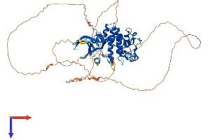 CDKL3 Protein (AA 1-595) (His tag)