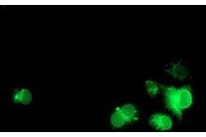 Anti-NPTN mouse monoclonal antibody (ABIN2455629) immunofluorescent staining of COS7 cells transiently transfected by pCMV6-ENTRY NPTN (RC210326). (NPTN Antikörper)