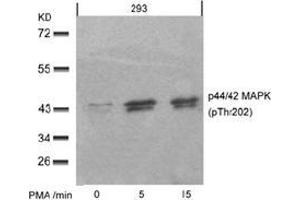 Image no. 2 for anti-Mitogen-Activated Protein Kinase 1/3 (MAPK1/3) (pThr185), (pTyr202) antibody (ABIN196998) (ERK1/2 Antikörper  (pThr185, pTyr202))