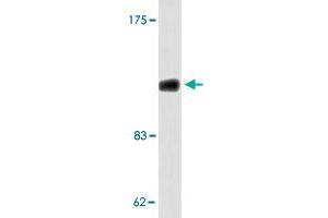 Western blot analysis of 293 cell lysate with COL1A2 polyclonal antibody . (COL1A2 Antikörper)