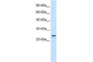 Western Blotting (WB) image for anti-Ring Finger Protein 2 (RNF2) antibody (ABIN2460908) (RNF2 Antikörper)