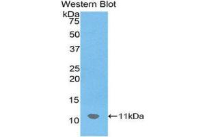Western Blotting (WB) image for anti-Chemokine (C-X-C Motif) Ligand 12 (CXCL12) (AA 22-89) antibody (ABIN1172354) (CXCL12 Antikörper  (AA 22-89))