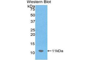 Western Blotting (WB) image for anti-Chemokine (C-X-C Motif) Ligand 12 (CXCL12) (AA 22-89) antibody (ABIN1172354)