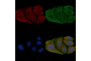ABIN6257437 and ABIN6275374 staining Hela cells by IF/ICC.
