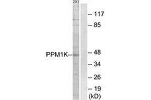 Western blot analysis of extracts from 293 cells, using PPM1K Antibody. (PPM1K Antikörper  (AA 205-254))
