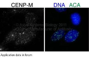 Image no. 2 for anti-Centromere Protein M (CENPM) (Middle Region) antibody (ABIN405812) (CENPM Antikörper  (Middle Region))
