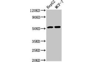 Western Blot Positive WB detected in: HepG2 whole cell lysate, MCF-7 whole cell lysate All lanes: AGT antibody at 3. (AGT Antikörper  (AA 44-427))