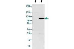 Western Blot analysis of Lane 1: NIH-3T3 cell lysate (mouse embryonic fibroblast cells) and Lane 2: NBT-II cell lysate (Wistar rat bladder tumor cells) with ZBTB7B polyclonal antibody .