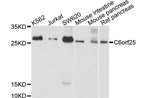 Western blot analysis of extracts of various cell lines, using C6orf25 antibody (ABIN6003852) at 1/1000 dilution.