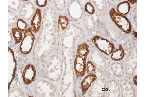Immunoperoxidase of purified MaxPab antibody to UMOD on formalin-fixed paraffin-embedded human kidney. (Uromodulin Antikörper  (AA 1-611))