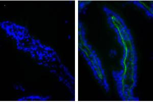 Frozen chicken intestinal tissue section was stained with Goat IgG-FITC isotype control followed by DAPI. (Collagen Type I Antikörper  (FITC))