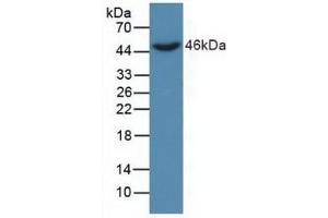 Figure. (DKK3 Antikörper  (AA 22-350))