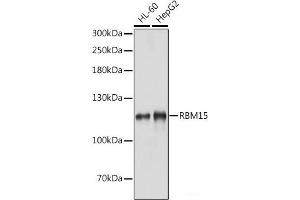 Western blot analysis of extracts of various cell lines using RBM15 Polyclonal Antibody at dilution of 1:1000. (RBM15 Antikörper)