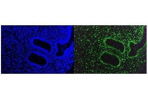 IF analysis of KAP1/TRIM28 using anti-KAP1/TRIM28 antibody (ABIN7602310).