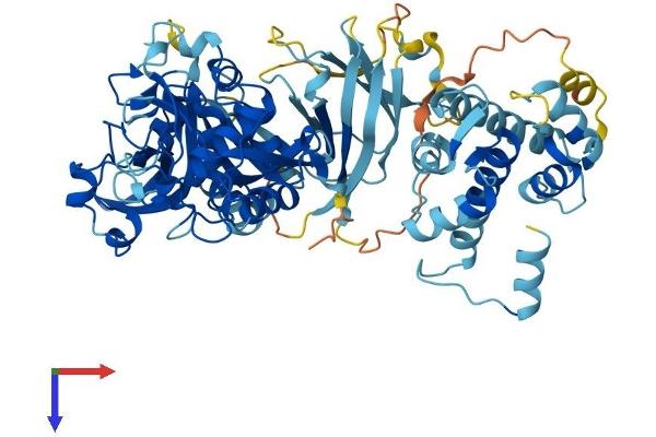 CAPN13 Protein (AA 1-665) (His tag)