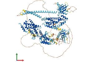 AlphaFold protein structure predicition of Human Recombinant RASGRF2 Protein, UniprotID O14827 (Ras Protein-Specific Guanine Nucleotide-Releasing Factor 2 (RASGRF2) (AA 1-1237) protein (His tag))