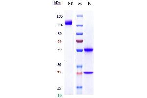 Anti-DLL4 Reference Antibody (demcizumab) on SDS-PAGE under reducing (R) condition.