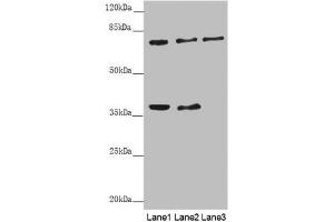 GAS2L1 antibody  (AA 130-400)
