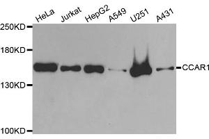 Western blot analysis of extracts of various cell lines, using CCAR1 antibody (ABIN5973748) at 1/1000 dilution. (CCAR1 Antikörper)