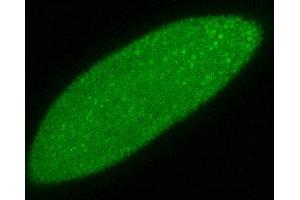Image no. 3 for anti-Sortilin-Related Receptor, L(DLR Class) A Repeats Containing (SORL1) (AA 1220-1337) antibody (ABIN968899)