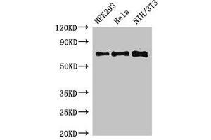 Western Blot Positive WB detected in: HEK293 whole cell lysate, Hela whole cell lysate, NIH/3T3 whole cell lysate All lanes: FXR1 antibody at 3 μg/mL Secondary Goat polyclonal to rabbit IgG at 1/50000 dilution Predicted band size: 70, 61, 60 kDa Observed band size: 70 kDa (FXR1 Antikörper  (AA 469-614))