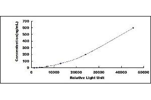 Insulin-Like Growth Factor Binding Protein 7 (IGFBP7) CLIA Kit