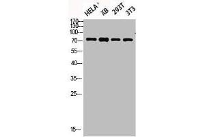 Western blot analysis of HELA KB 293T 3T3 lysis using Phospho-Synapsin I (S9) antibody. (SYN1 Antikörper  (pSer9))