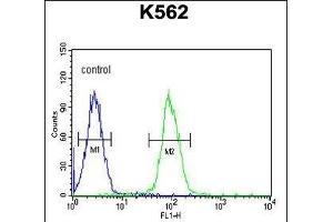 AKR1C3 Antibody (N-term) (ABIN654117 and ABIN2843995) flow cytometric analysis of K562 cells (right histogram) compared to a negative control cell (left histogram). (AKR1C3 Antikörper  (N-Term))