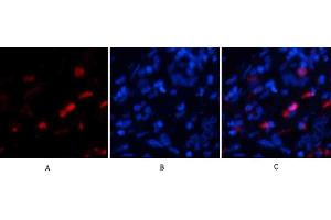 Immunofluorescence analysis of human liver tissue. (BMP2 Antikörper  (C-Term))