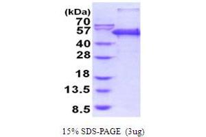 SDS-PAGE (SDS) image for Peptidase D (PEPD) (AA 1-493) protein (His tag) (ABIN5854096)