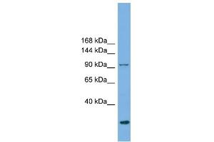 WB Suggested Anti-EXOC1  Antibody Titration: 0. (EXOC1 Antikörper  (N-Term))