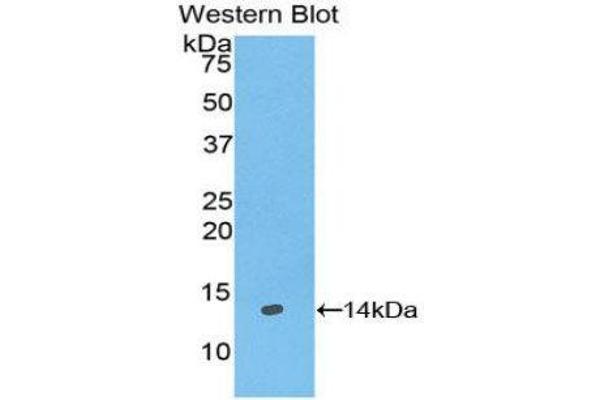 Galanin antibody  (AA 32-122)