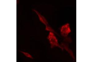 ABIN6274784 staining 293 cells by IF/ICC. (RPL7 Antikörper  (C-Term))