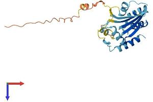 APOBEC2 Protein (AA 1-224) (His tag)