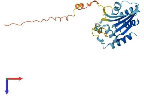 APOBEC2 Protein (AA 1-224) (His tag)