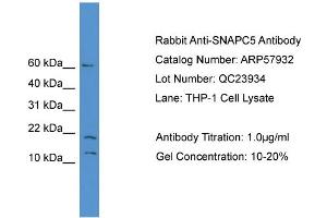 WB Suggested Anti-SNAPC5  Antibody Titration: 0. (SNAPC5 Antikörper  (N-Term))