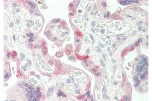 ABIN190773 (5 μg/mL) staining of paraffin embedded Human Placenta. (Transglutaminase 2 Antikörper  (Internal Region))