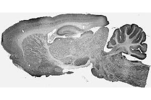 Adult rat brain immunohistochemistry. (IB2 Antikörper  (AA 226-421))