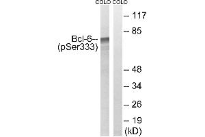 Western blot analysis of extracts from COLO cells, treated with insulin (0. (BCL6 Antikörper  (pSer333))