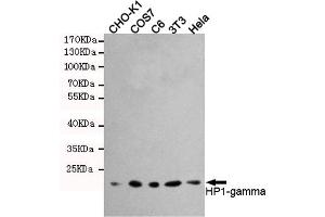 Western blot detection of HP1-gamma in Hela,3T3,C6,COS7 and CHO-K1 cell lysates using HP1-gamma mouse mAb (1:1000 diluted). (CBX3 Antikörper)