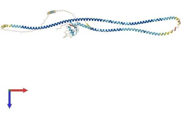 CLEC4F Protein (AA 1-589) (His tag)