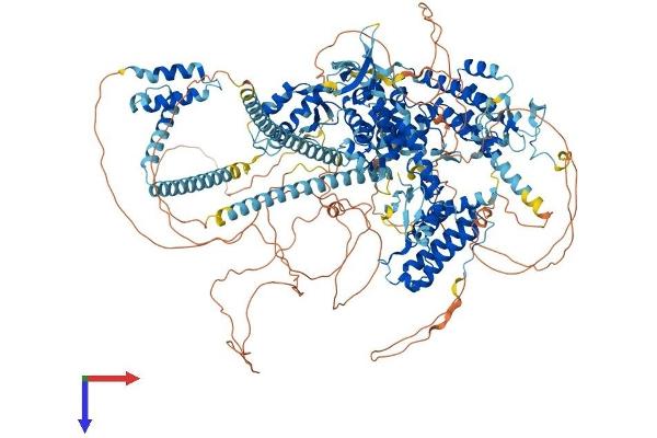 BAZ1B Protein (AA 1-1479) (His tag)