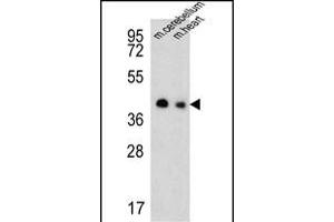 Western blot analysis of SLC25A19 Antibody (C-term) (ABIN651462 and ABIN2840254) in mouse cerebellum,heart tissue lysates (35 μg/lane). (SLC25A19 Antikörper  (C-Term))