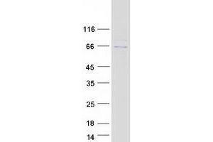 Western Blotting (WB) image for GC-Rich Promoter Binding Protein 1 (GPBP1) (Transcript Variant 1) protein (Myc-DYKDDDDK Tag) (ABIN2735181)