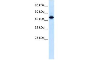 WB Suggested Anti-ELF2 Antibody Titration:  0. (ELF2 Antikörper  (N-Term))