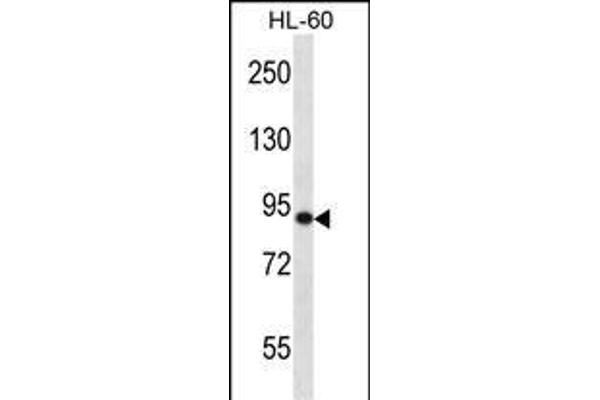 SP140 Antikörper  (AA 272-301)