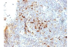 Formalin-fixed, paraffin-embedded human Tonsil stained with HLA-DRA Mouse Monoclonal Antibody (19-26. (HLA-DRA Antikörper)