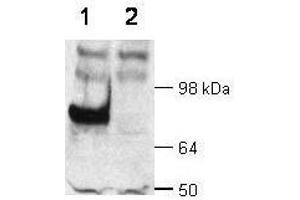 WB - Dab1 Antibody  Immunochemical's anti-Dab1 is shown to detect Dab1 present in wt mouse brain extracts (lane 1). (DAB1 Antikörper  (C-Term))