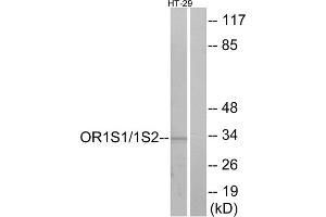 Western blot analysis of extracts from HT-29 cells, using OR1S1/1S2 antibody. (OR1S1/1S2 Antikörper  (C-Term))